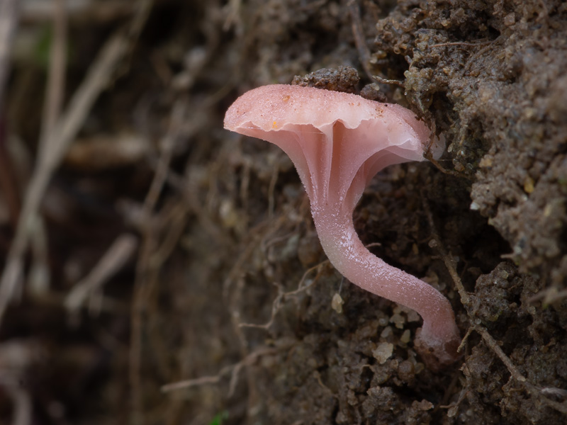 Contumyces rosellus